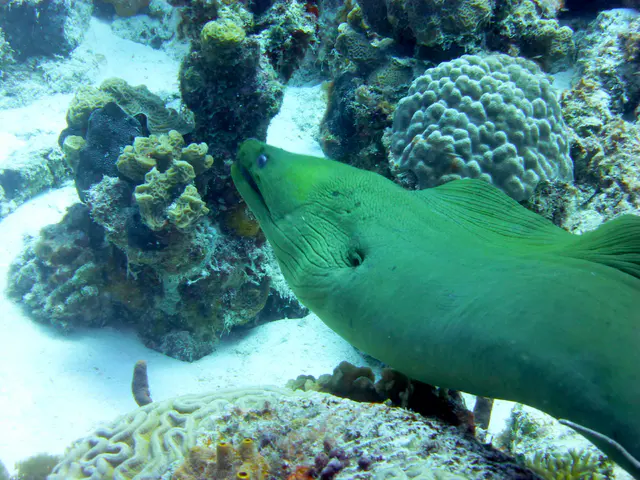 Underwater photograph by Joel Bergsma