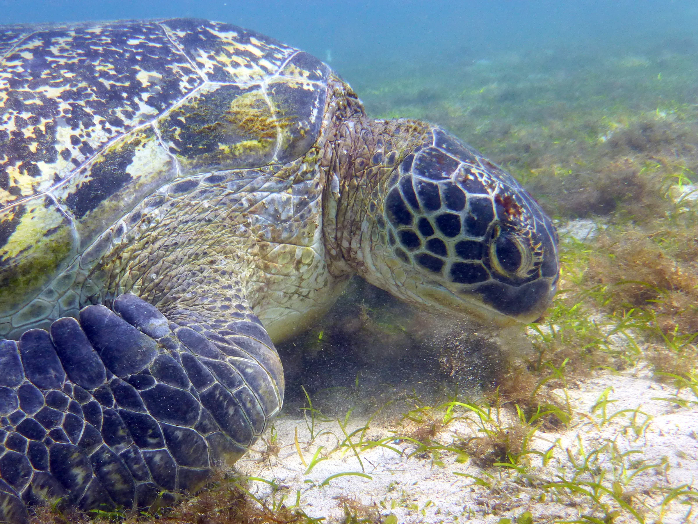 Turtle, Philippines, 2014