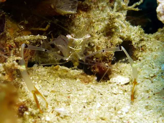 Underwater photograph by Joel Bergsma
