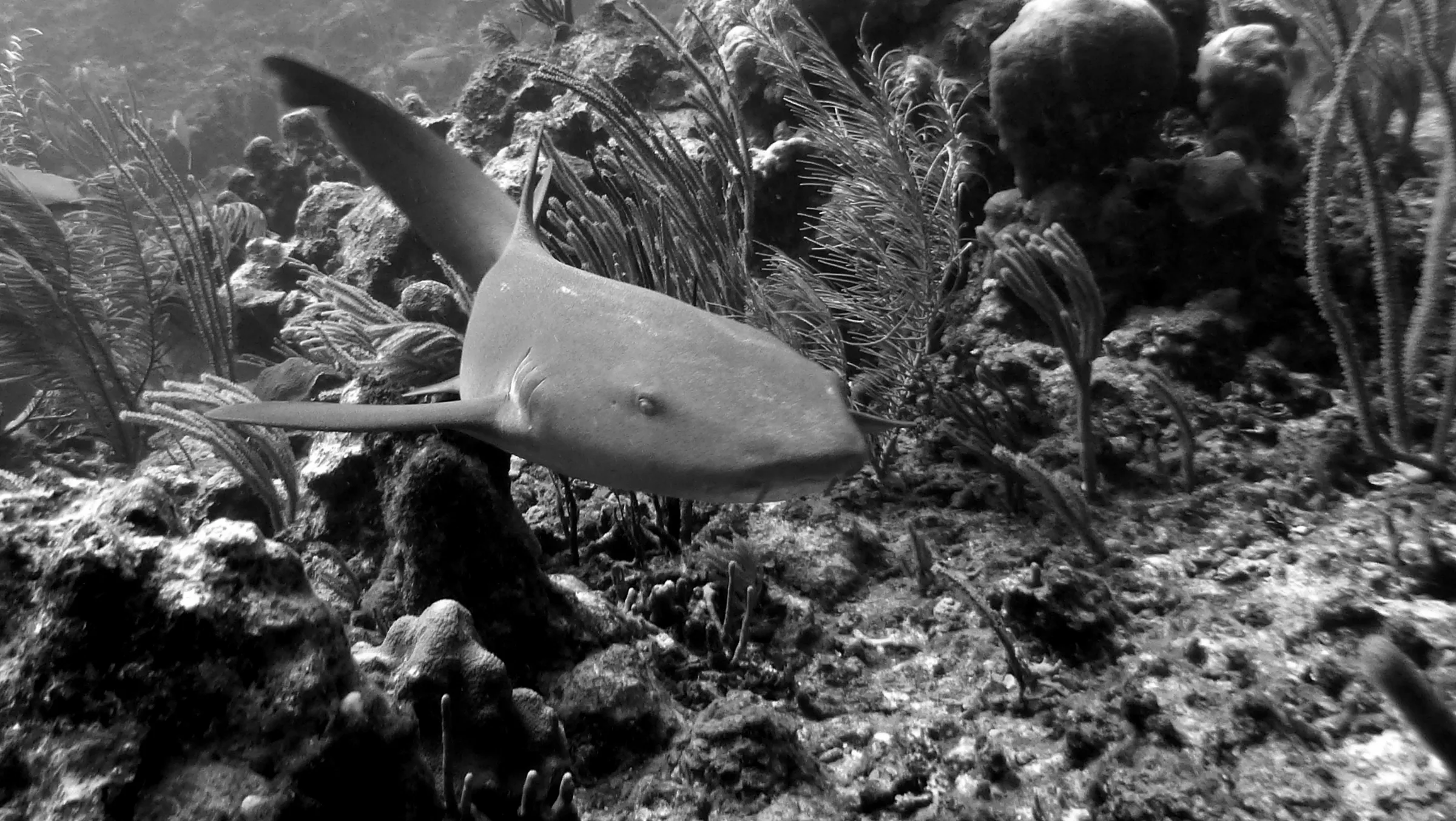 Nurse Shark, Belize, 2017