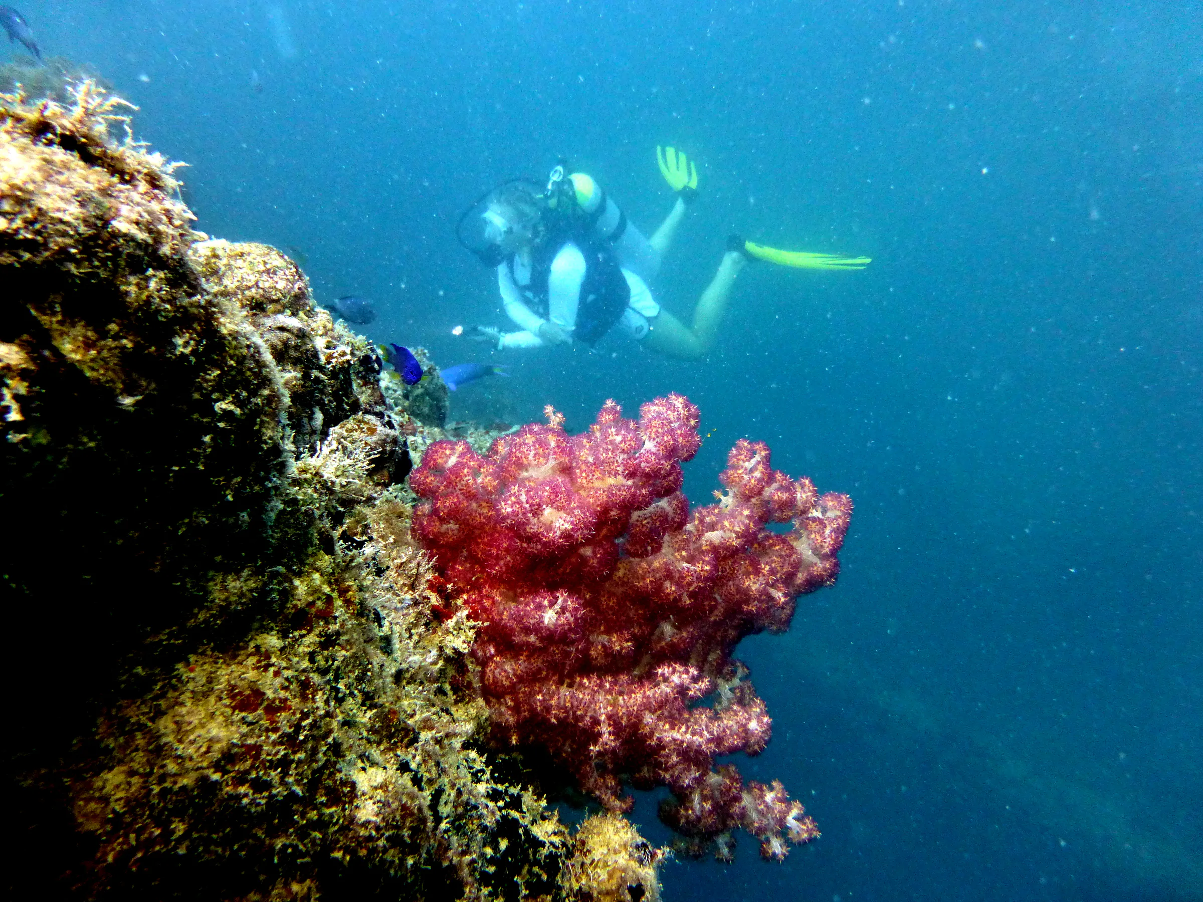 Palau underwater photograph, 2013