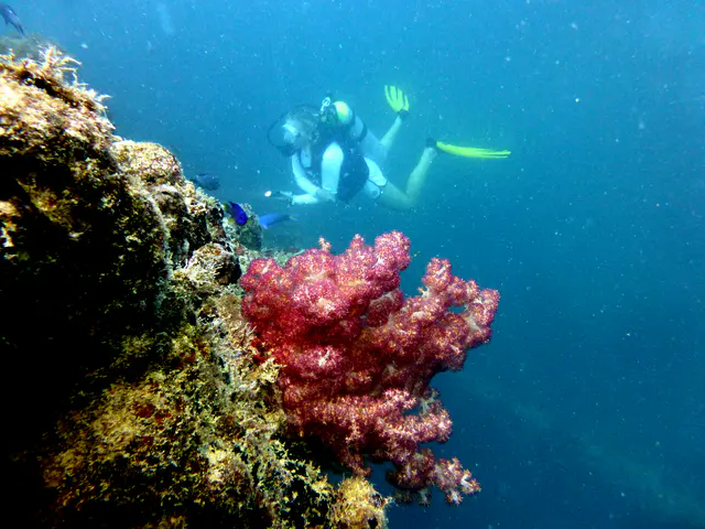 Underwater photograph by Joel Bergsma