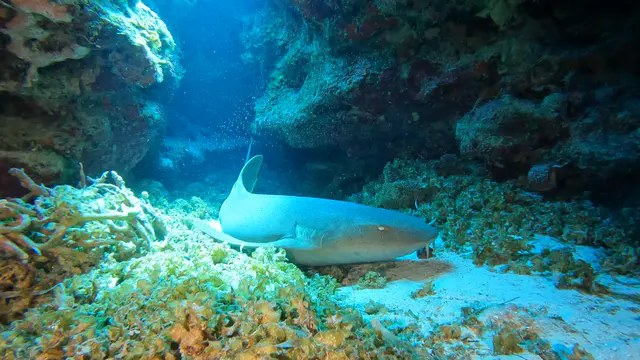 Underwater photograph by Joel Bergsma