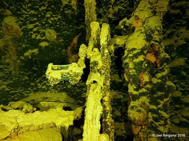 Underwater photograph by Joel Bergsma