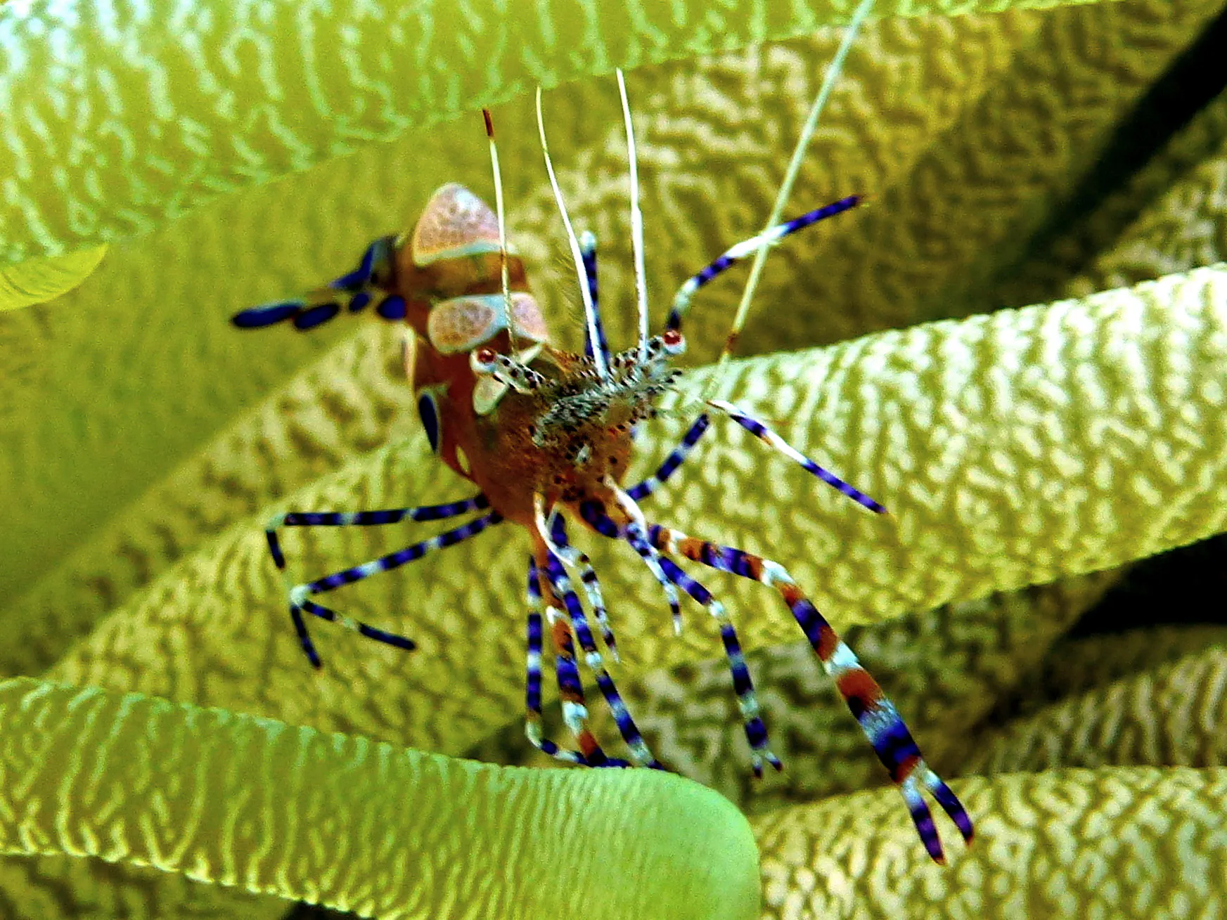 Spotted Cleaner Shrimp, Curacao, 2015