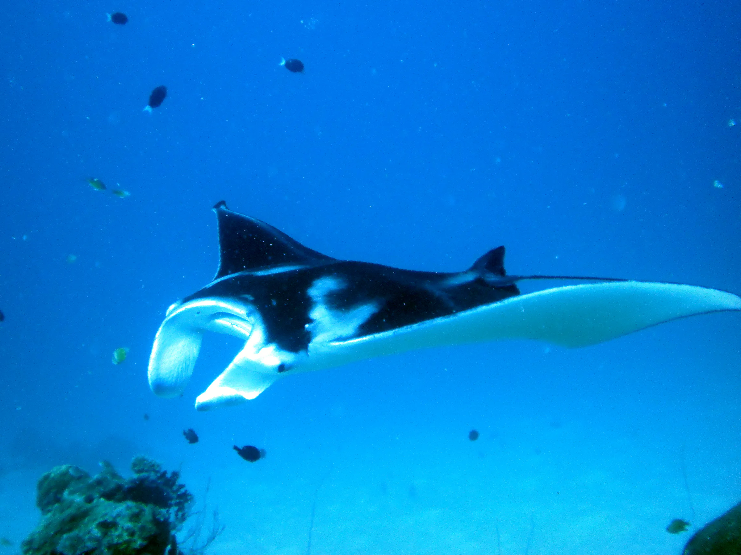 A manta circles the cleaning station at the mouth of the German Channel, Palau. 2011-01-22.