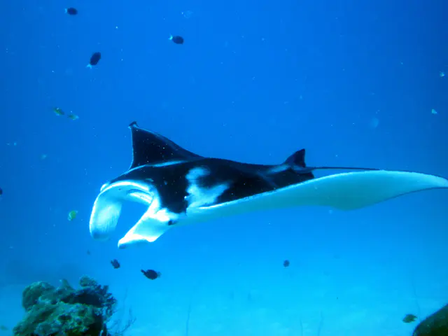 A manta circles the cleaning station at the mouth of the German Channel, Palau.  2011-01-22.
