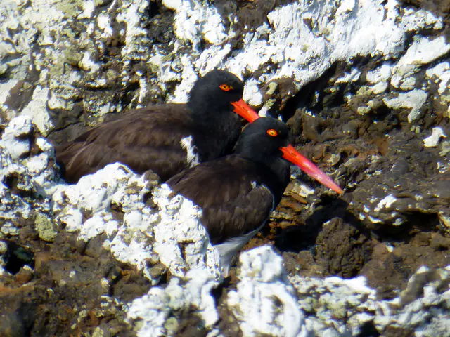 American Oystercatchers.  Galapagos Islands.