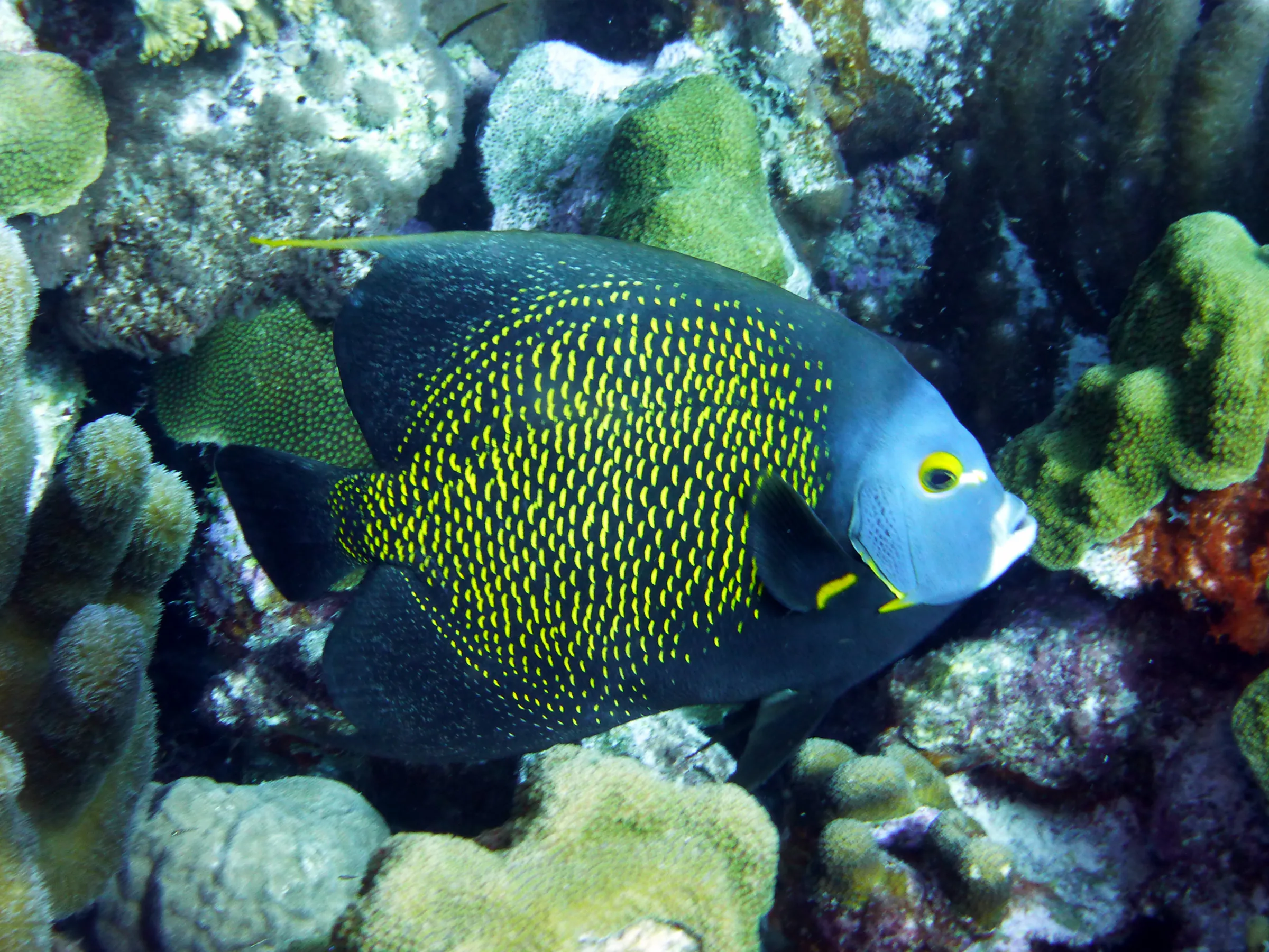French Angelfish, Bonaire, 2013