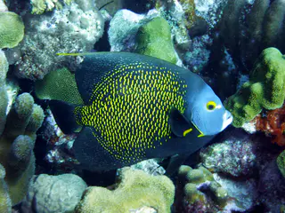 Underwater photograph by Joel Bergsma