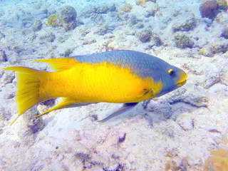Underwater photograph by Joel Bergsma