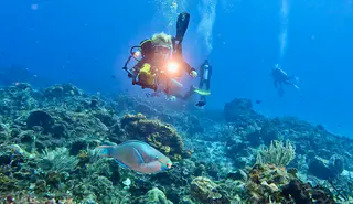 Underwater photograph by Joel Bergsma