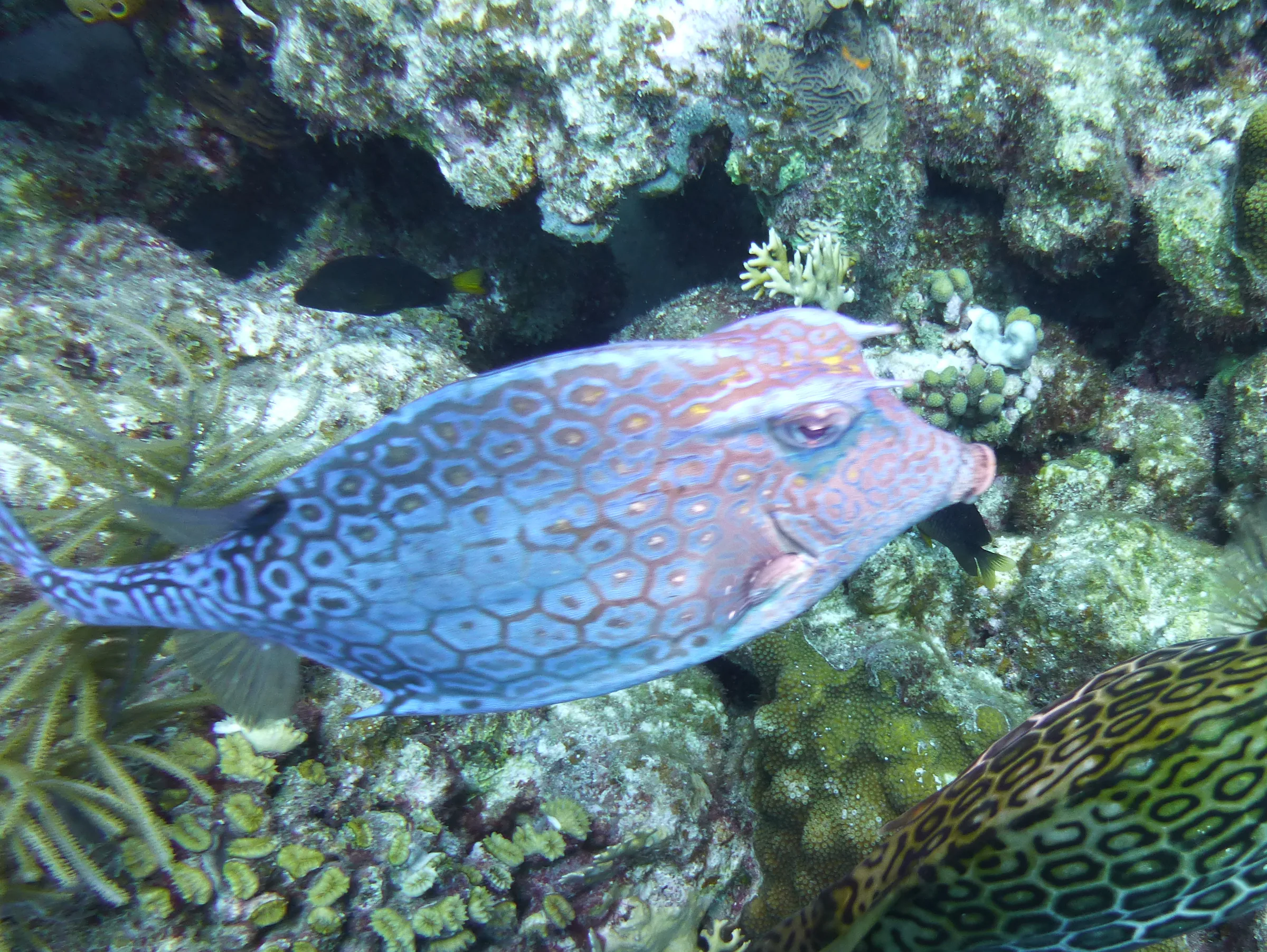 Bonaire underwater photograph, 2013