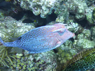 Underwater photograph by Joel Bergsma