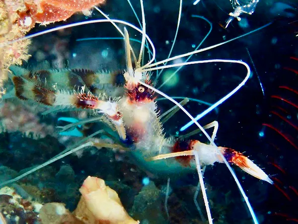 Underwater photograph by Joel Bergsma