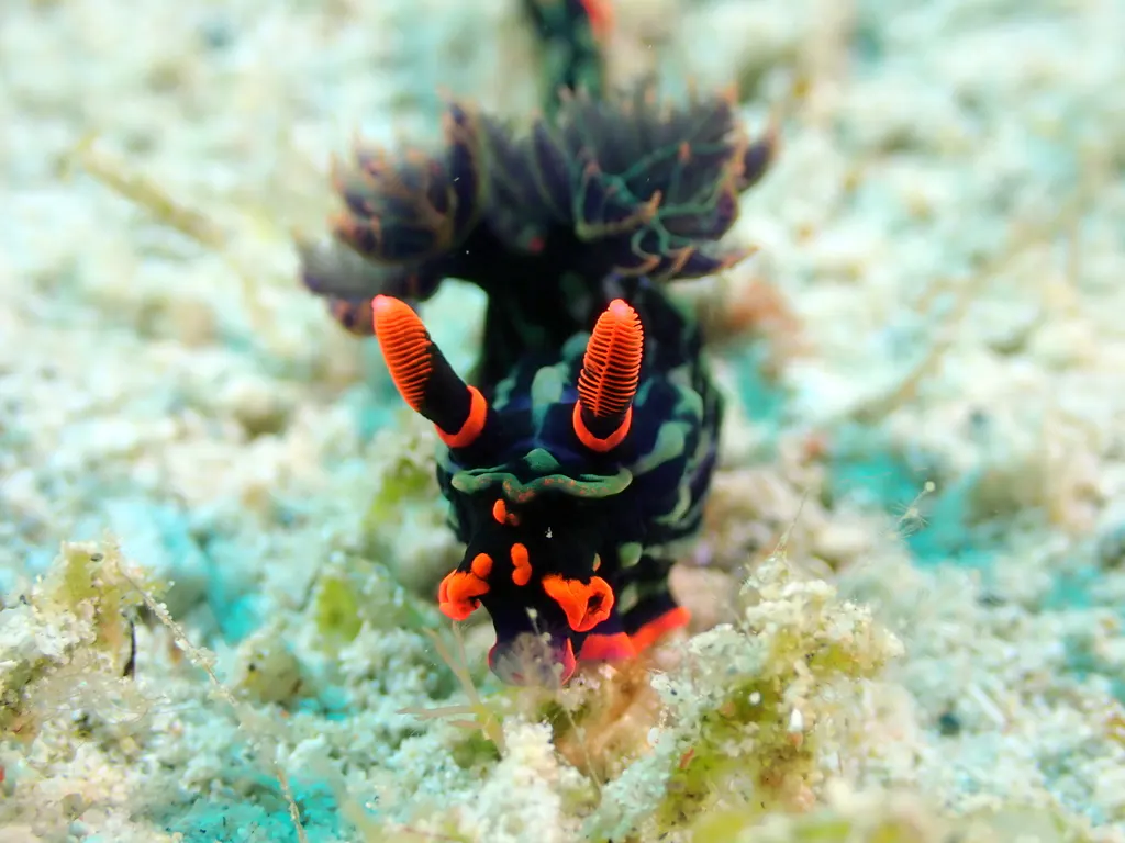 Philippines underwater photograph, 2026