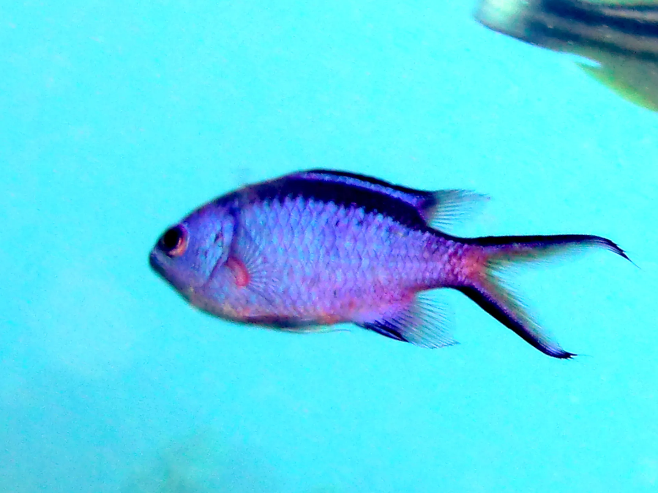 Blue Chromis, Bonaire, 2013