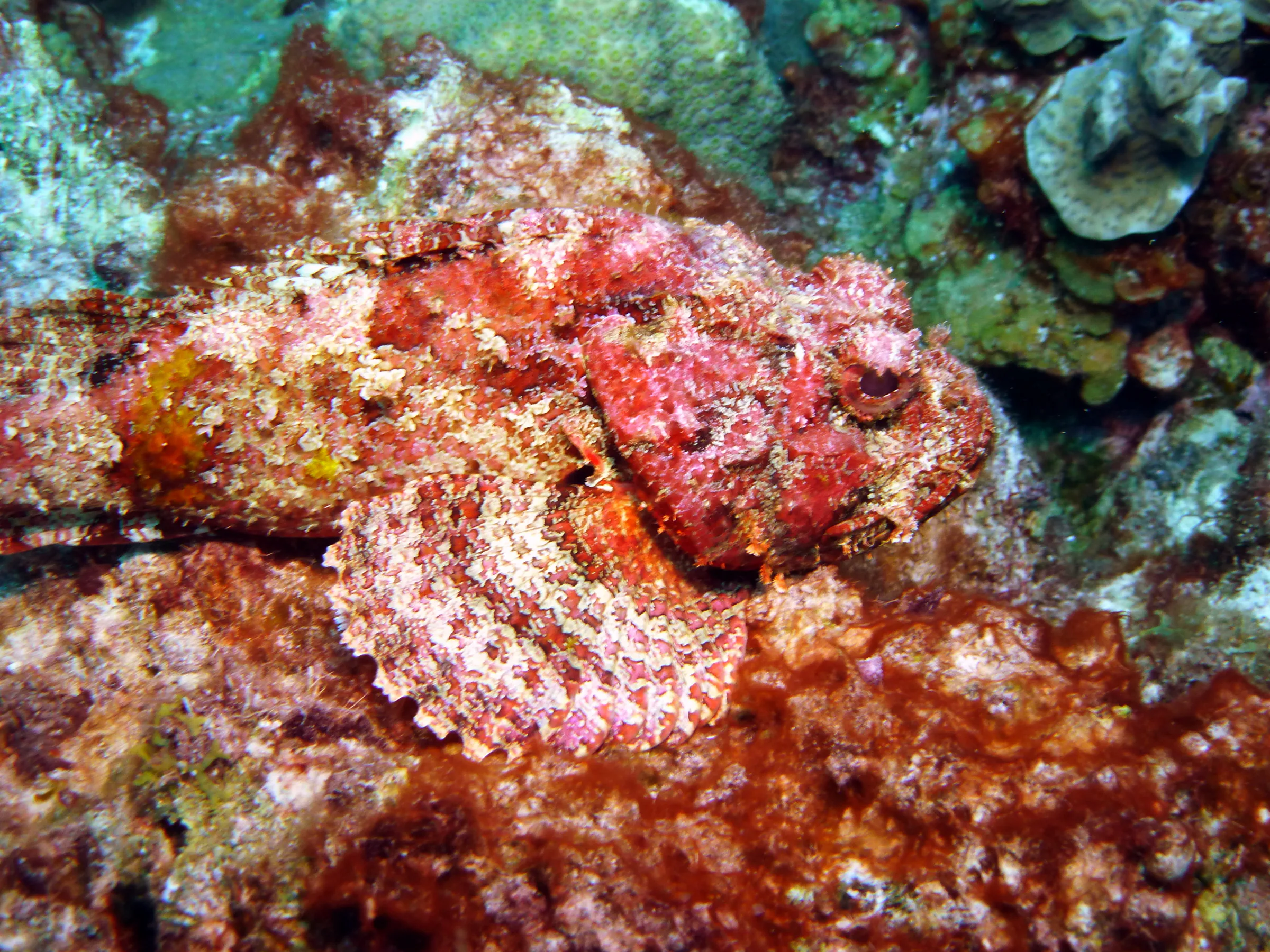 Scorpionfish, Bonaire, 2013