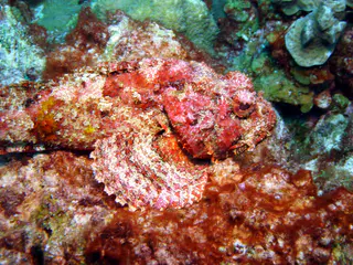 Underwater photograph by Joel Bergsma