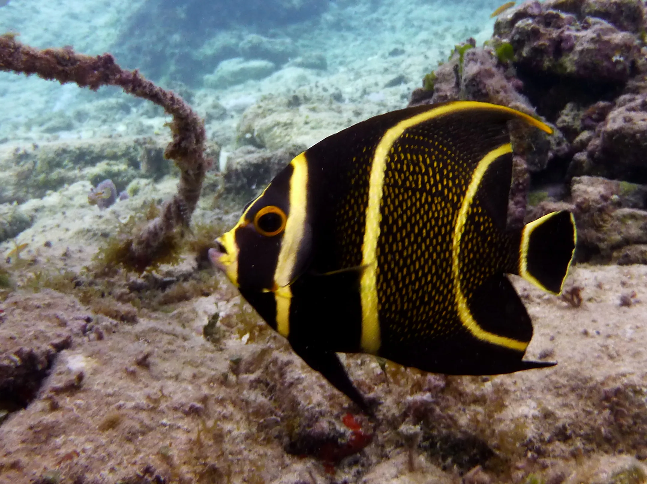 Angelfish, Cozumel, 2014