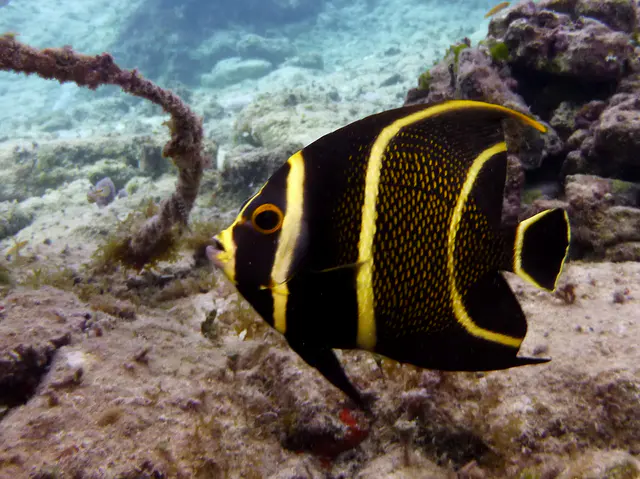 Underwater photograph by Joel Bergsma
