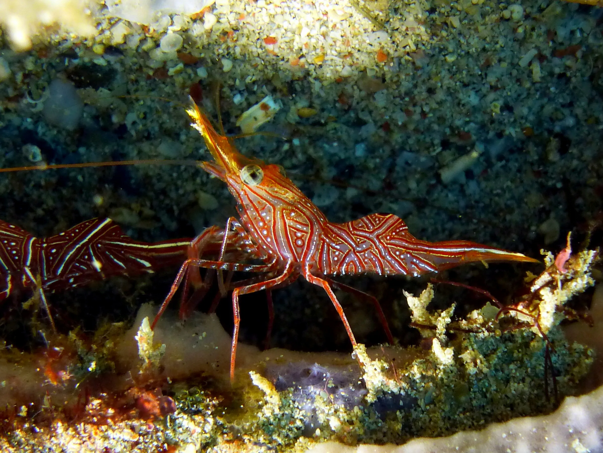 Shrimp, Philippines, 2014
