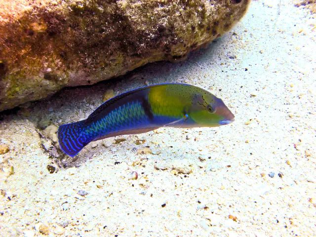 Yellowhead Wrasse
