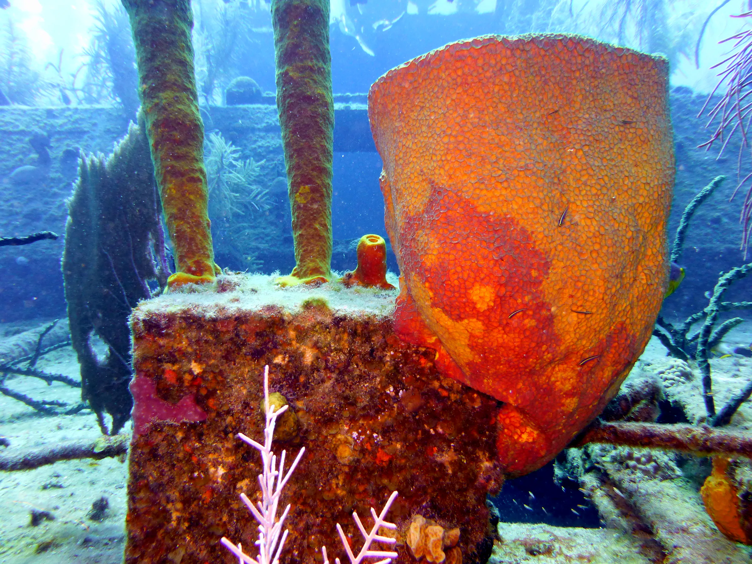 Cayman Islands underwater photograph, 2014