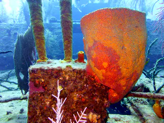 Underwater photograph by Joel Bergsma