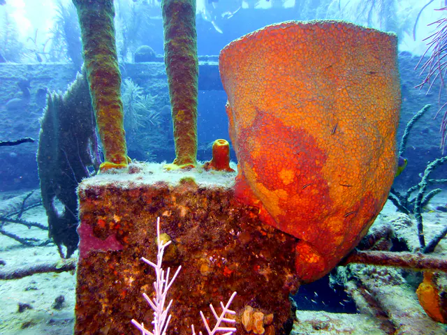 Underwater photograph by Joel Bergsma