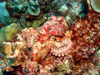Underwater photograph by Joel Bergsma