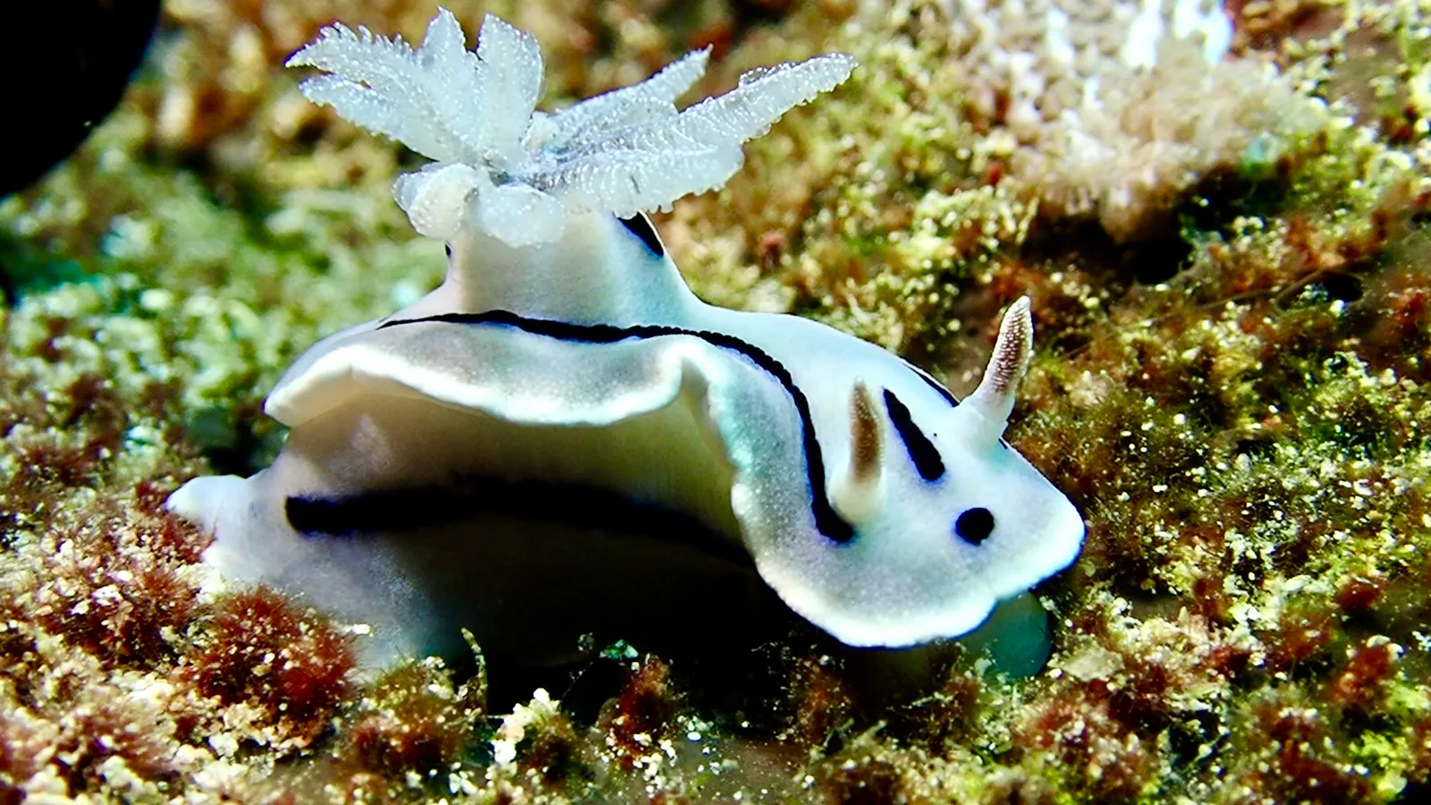 Philippines underwater photograph, 2026
