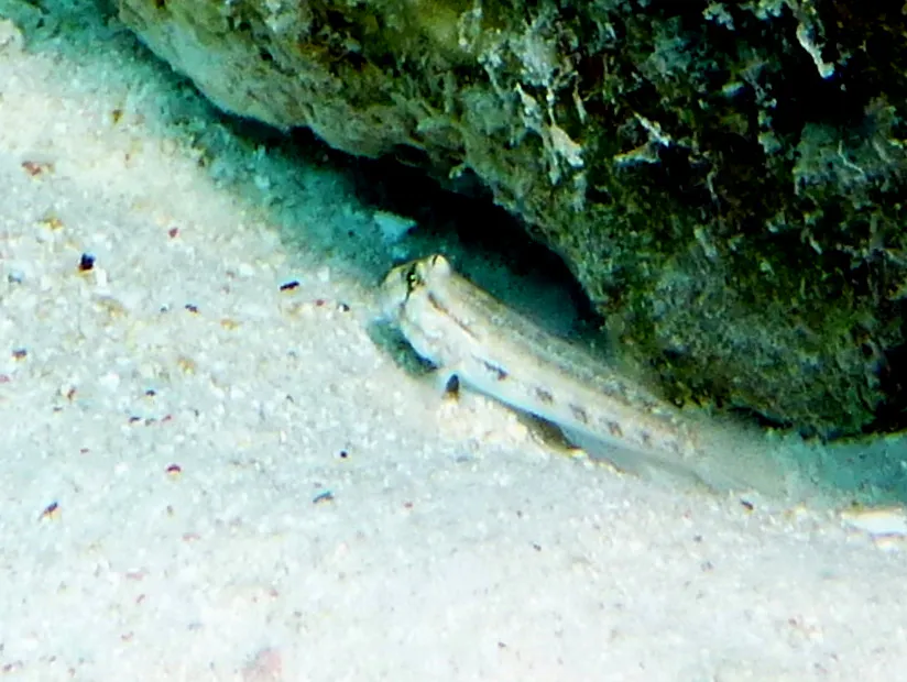 Bonaire underwater photograph, 2013