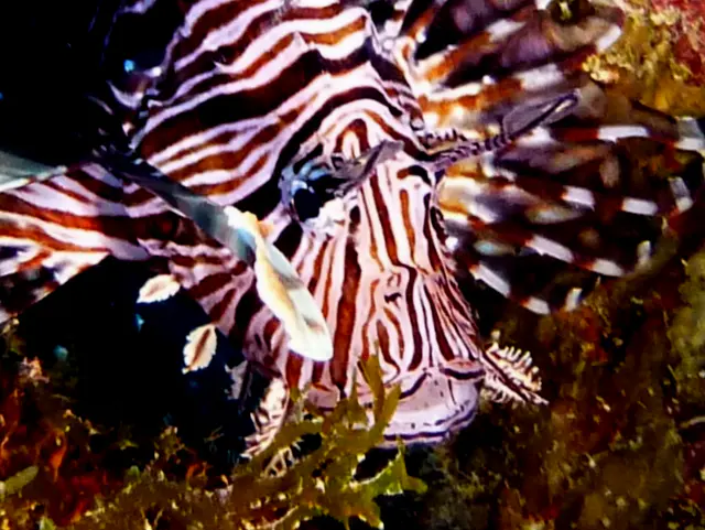 Underwater photograph by Joel Bergsma