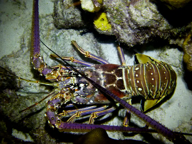 Underwater photograph by Joel Bergsma
