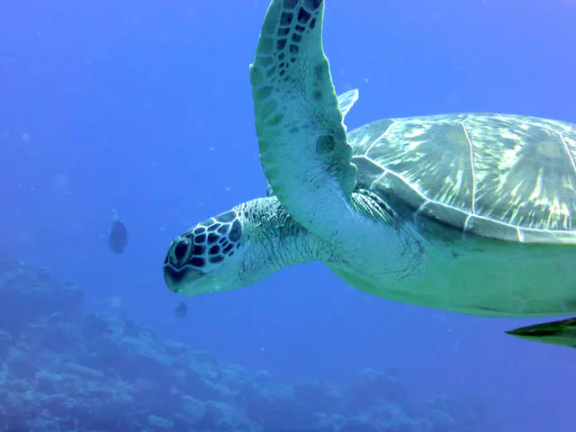 Underwater photograph by Joel Bergsma