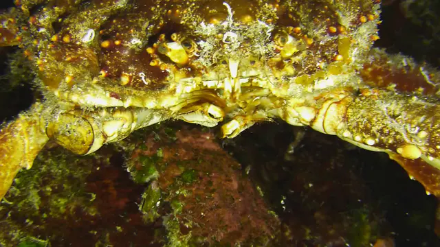 Underwater photograph by Joel Bergsma