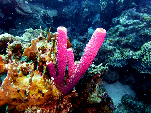 Underwater photograph by Joel Bergsma