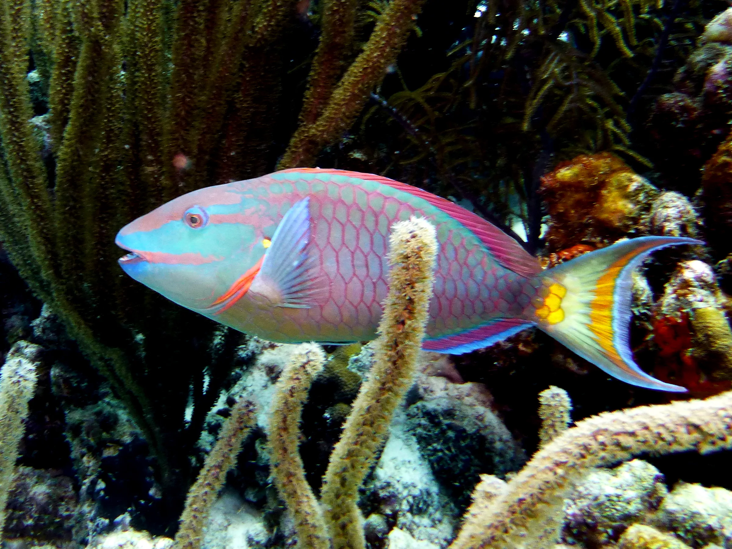 Parrotfish, Bonaire, 2013