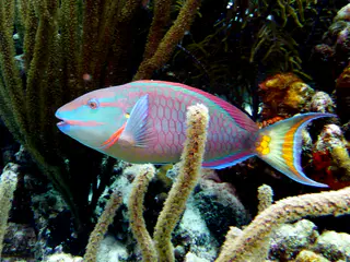 Underwater photograph by Joel Bergsma