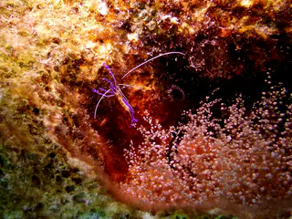 Underwater photograph by Joel Bergsma