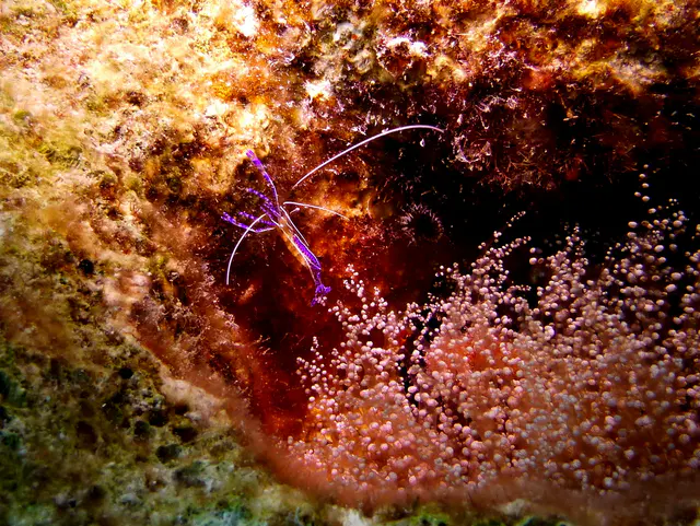 Underwater photograph by Joel Bergsma