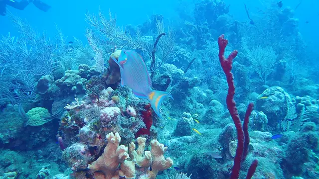 Underwater photograph by Joel Bergsma