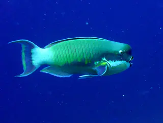 Steephead Parrotfish.   Gerald Allen, et al, Reef Fish Identification - Tropical Pacific (2003) at page 177.