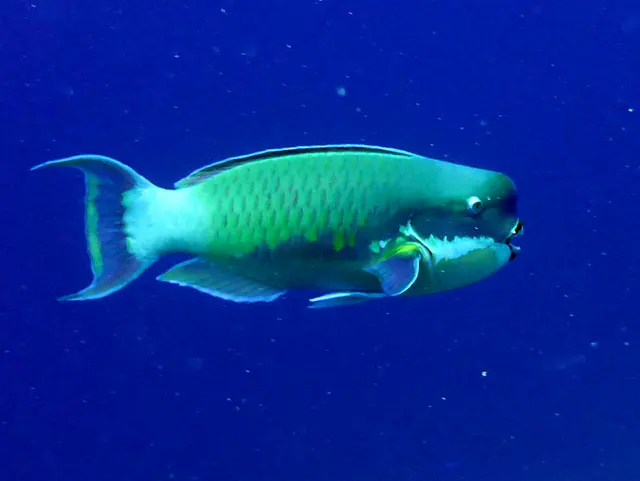 Steephead Parrotfish.   Gerald Allen, et al, Reef Fish Identification - Tropical Pacific (2003) at page 177.