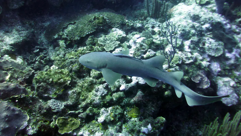 Underwater photograph by Joel Bergsma