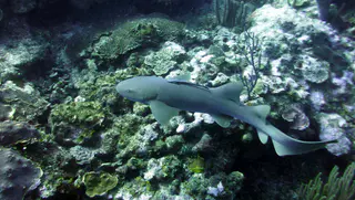 Underwater photograph by Joel Bergsma