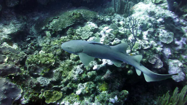 Underwater photograph by Joel Bergsma