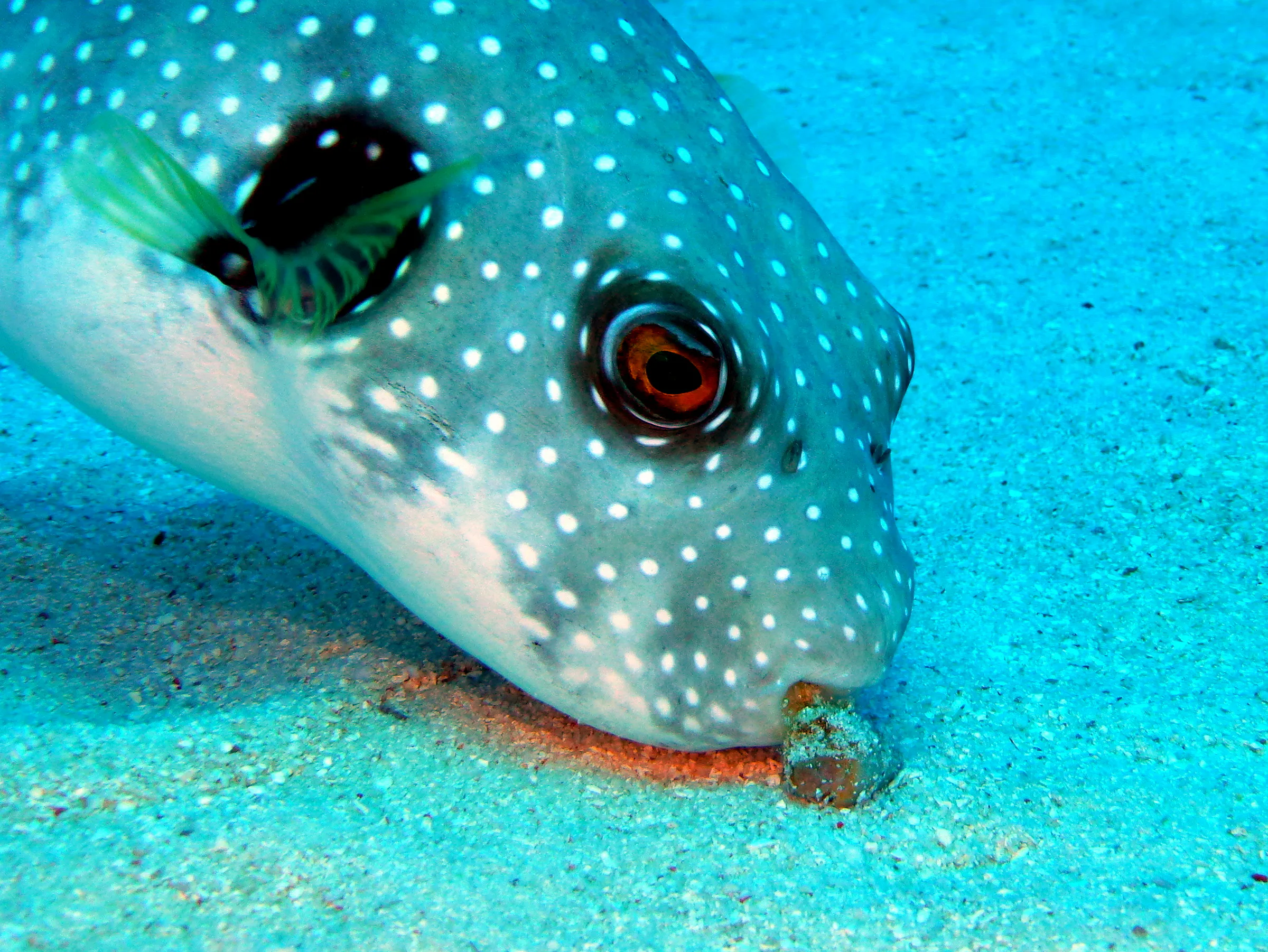 Pufferfish, Palau, 2016