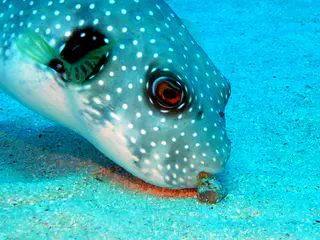 Underwater photograph by Joel Bergsma